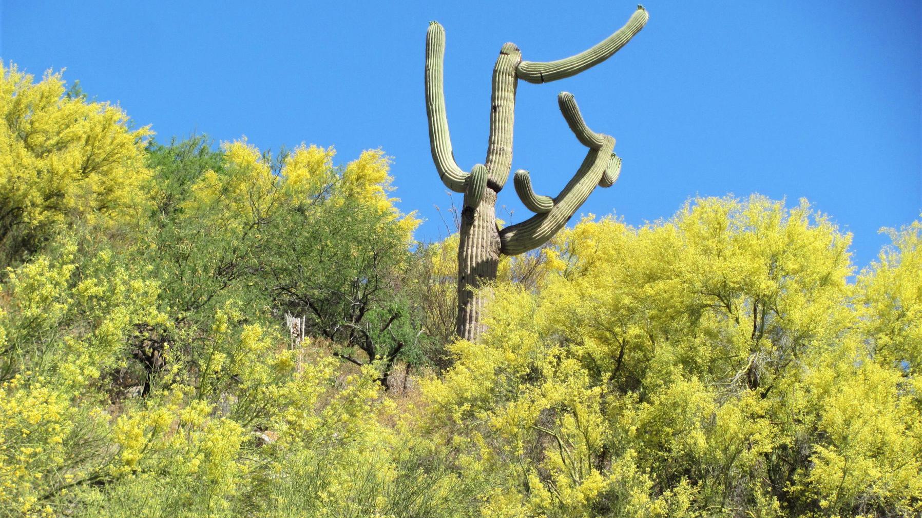 Palo Verde trees are in spectacular bloom in and around Tucson